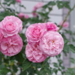 薔薇を育てています。