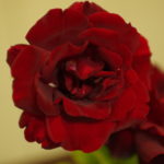 今年の営業は12月30日(土)で終了です。