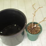 鉢を大きくします。