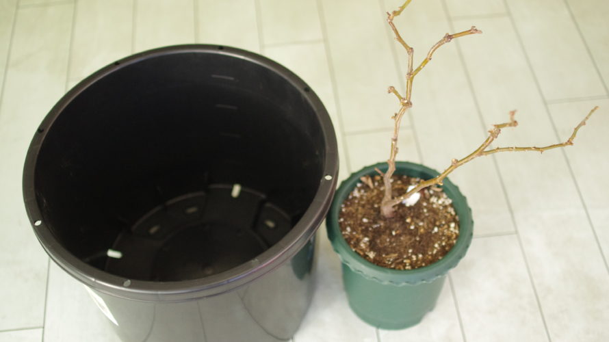 鉢を大きくします。