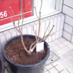 冬剪定完了です。