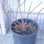 剪定しました。