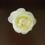 今週でセット面に飾るのもお終いです。