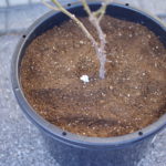 再びバラの土をかぶせてたくさん水をあげたら終了。