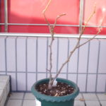 エブリンの剪定しました。