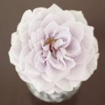 モデルズの薔薇達も、そろそろ冬眠します。