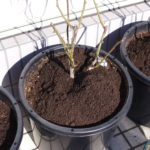 バラの冬の寒肥に馬糞の堆肥でふかふか。