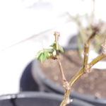 芽が出てきております。